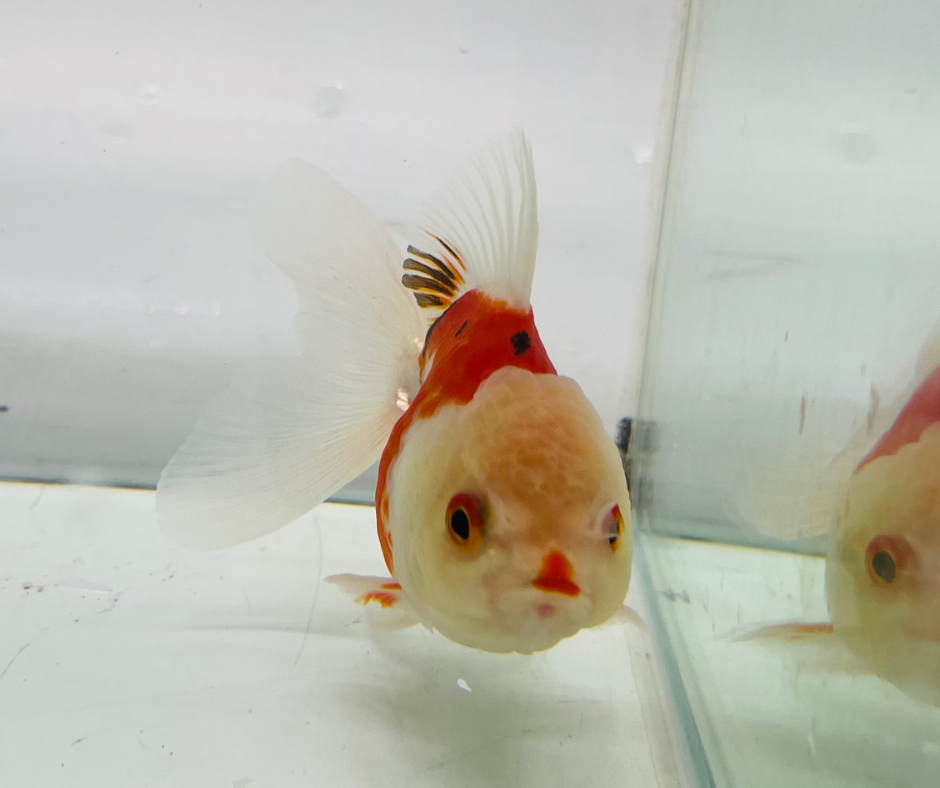 Tri Lemon Head Oranda Goldfish (8-9cm)