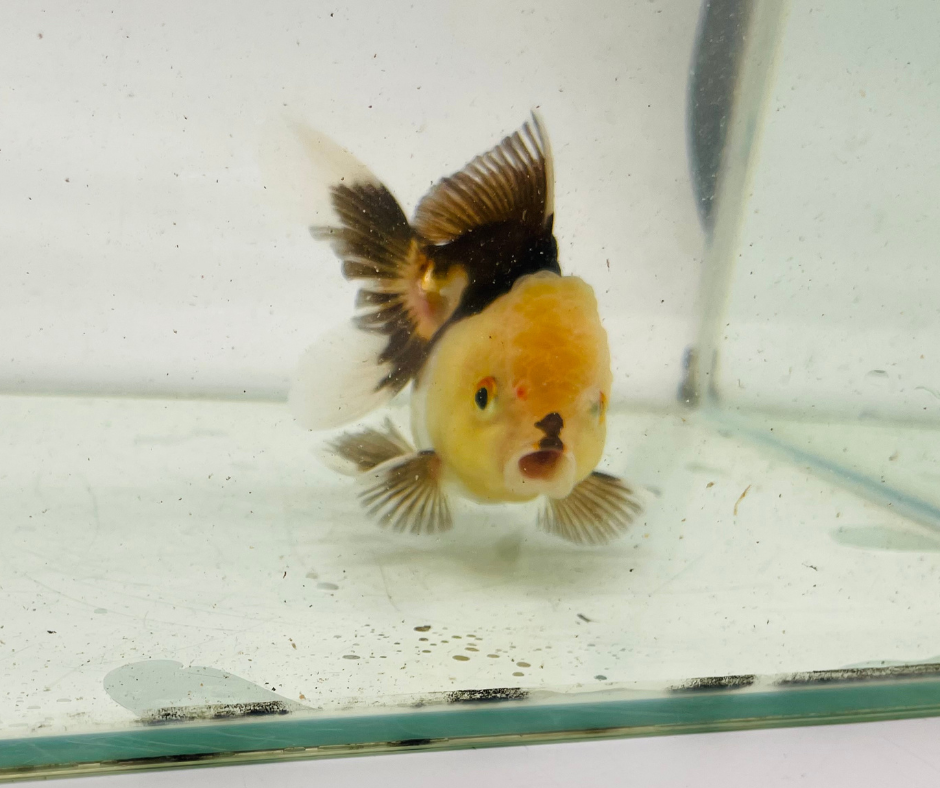 Panda Lemon Head Oranda Goldfish (9cm)