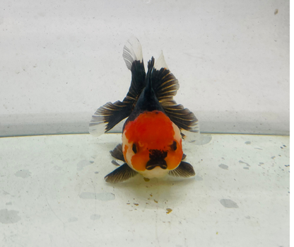 Tri Oranda Goldfish (11 cm)