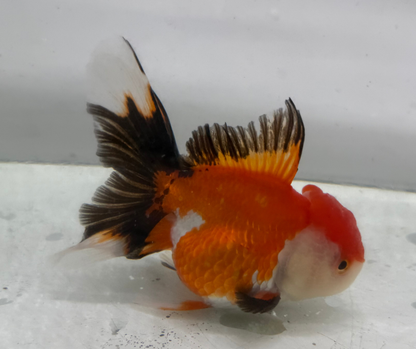 Tri Oranda Goldfish (10-11 cm)