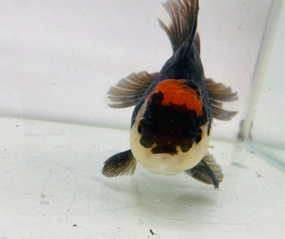 Tri Oranda Goldfish (10 cm)