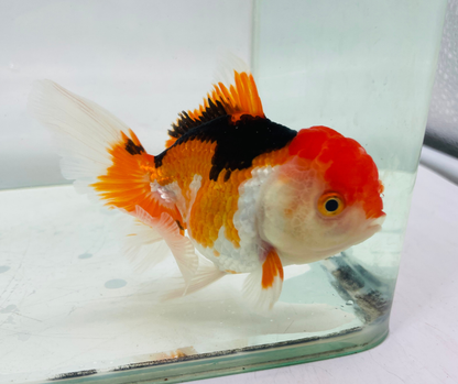 Tri Oranda Goldfish (10-11 cm)