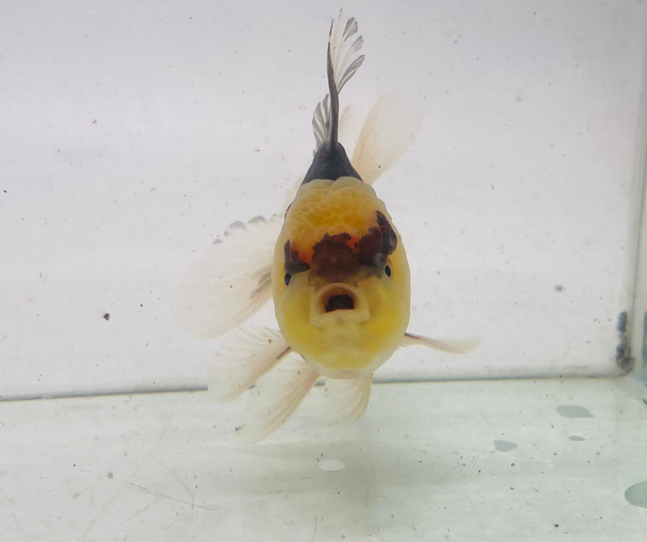 Panda Lemo Head Oranda Goldfish (9-10cm)