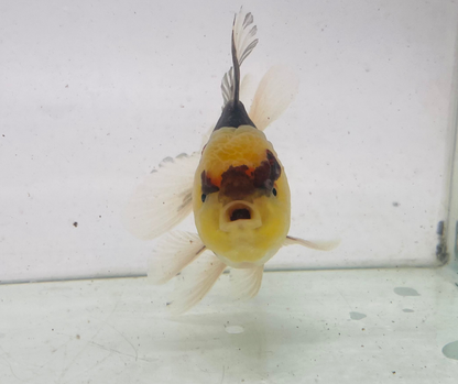 Panda Lemo Head Oranda Goldfish (9-10cm)