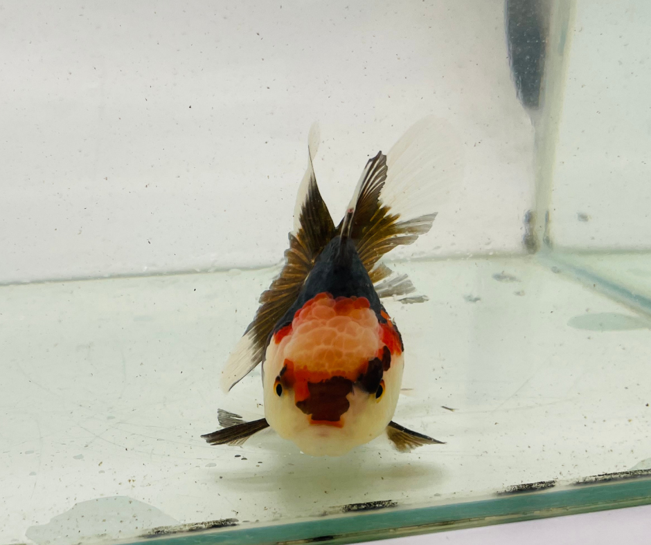 Tri Oranda Goldfish (9cm)