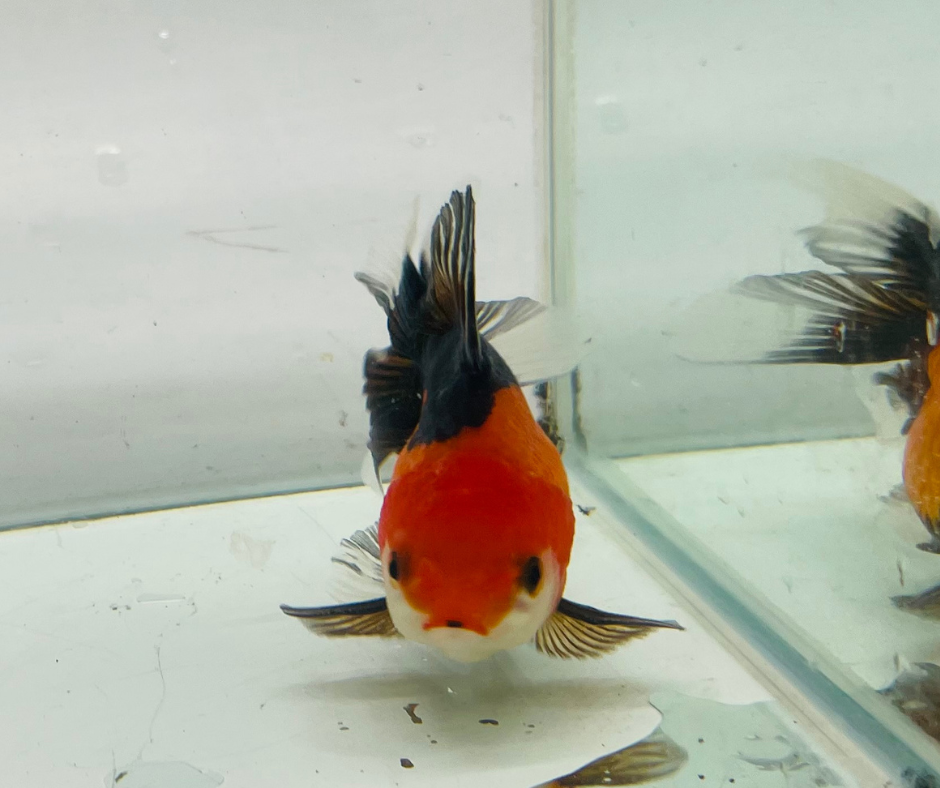 Tri Oranda Goldfish (8-9cm)