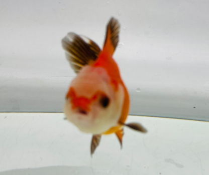 Tri Oranda Goldfish (8-9cm)