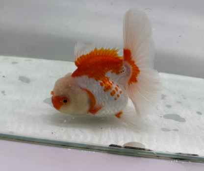 Rosetail Oranda Goldfish (12-13 cm)