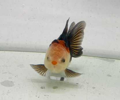 Tri Oranda Goldfish (9 cm)
