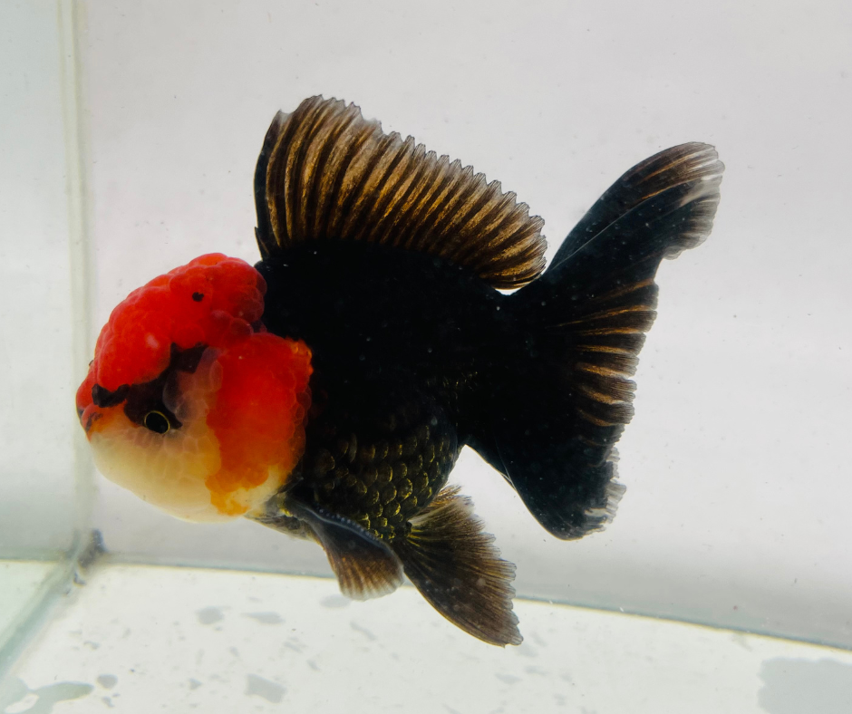 Tancho Tri Oranda Goldfish (10-11 cm) - Zen Aquarium AU