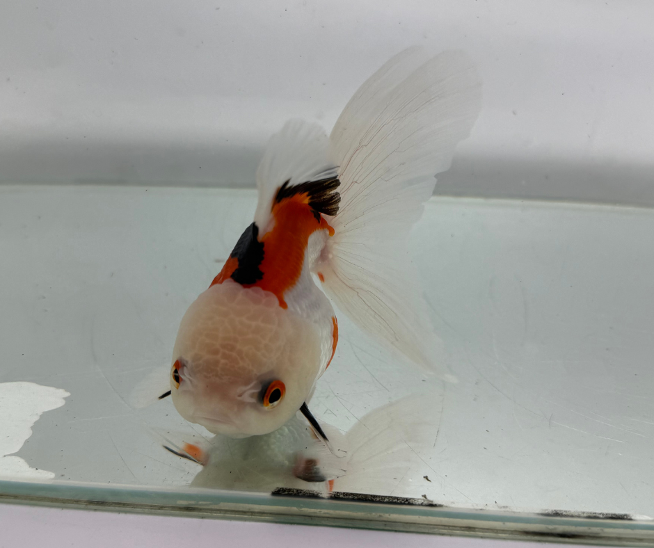 Lemon Head Tri Goldfish (10-11 cm)