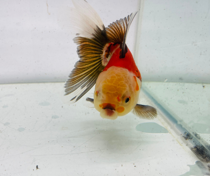 Tri Oranda Goldfish (9cm)