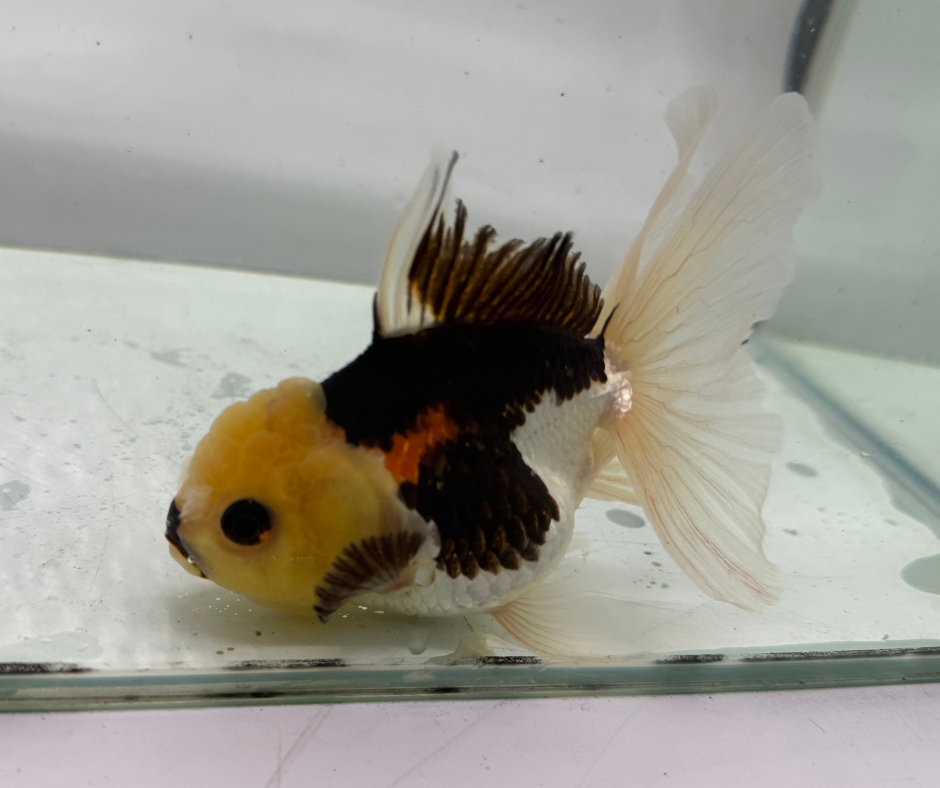 Tri Lemon Head Oranda Goldfish (10-11 cm)
