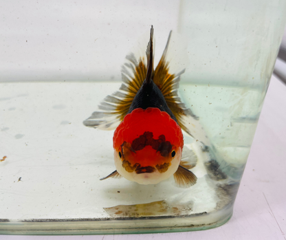 Tri Oranda Goldfish (9cm)