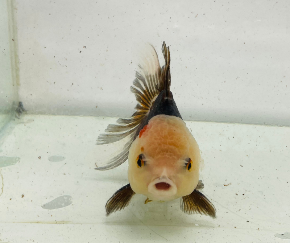 Tri Lemon Head Oranda Goldfish (10 cm)