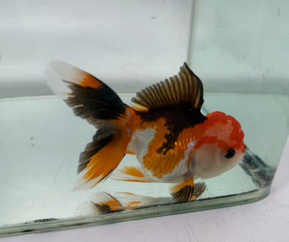 Tri Oranda Goldfish (10-11 cm)