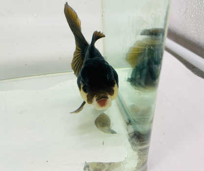 Black Panda Oranda Goldfish (10-11 cm)