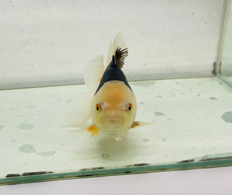 Tri Lemon Head Oranda Goldfish (11 cm)