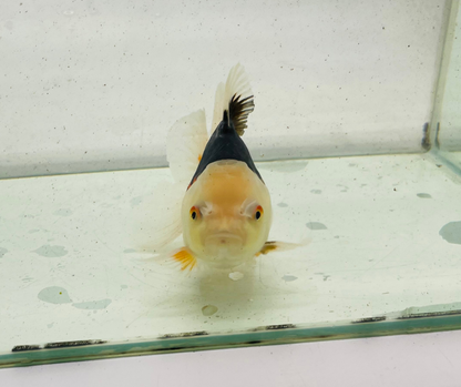 Tri Lemon Head Oranda Goldfish (11 cm)
