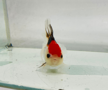 Tri Oranda Goldfish (8-9cm)