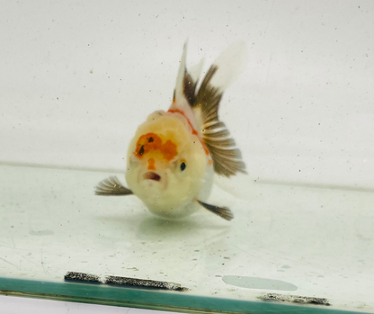 Tri Oranda Goldfish (9cm)