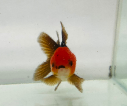 Tri Oranda Goldfish (8-9cm)