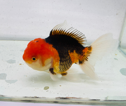 Tri Oranda Goldfish (11 cm)