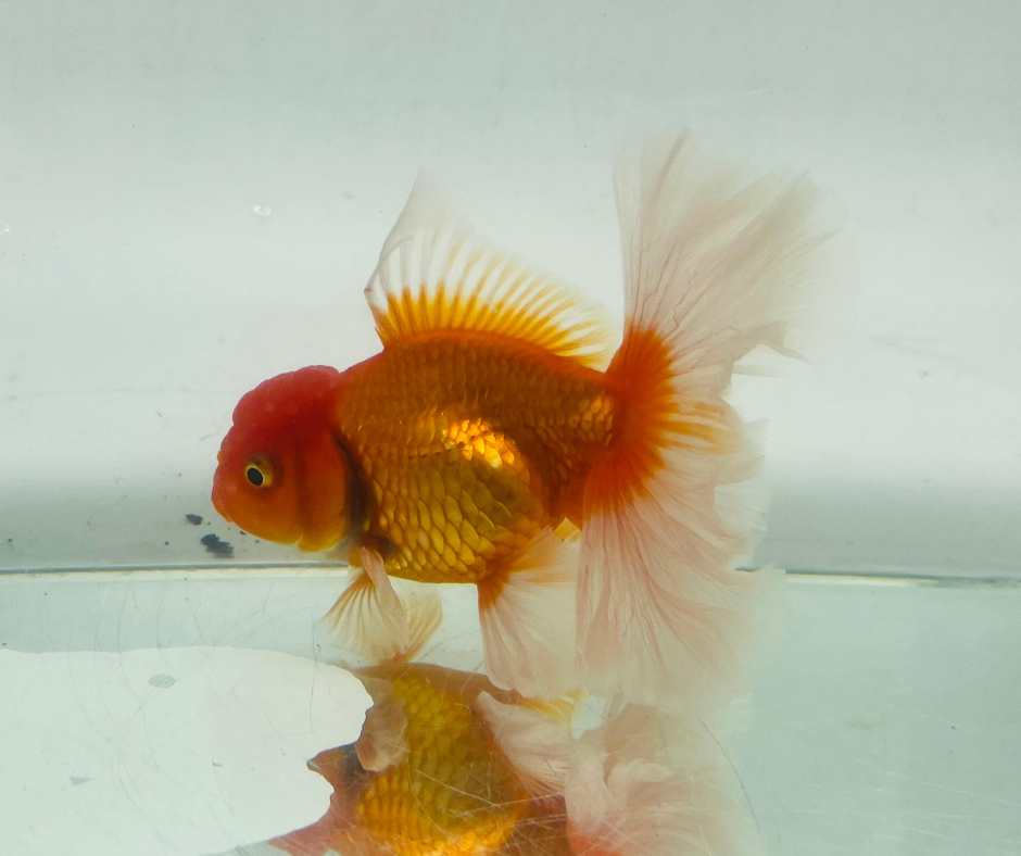 True Rosetail Oranda Goldfish (12 cm)