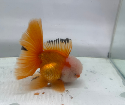 Rosetail Oranda Goldfish (12-13 cm)