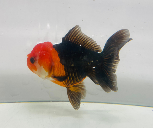 Tri Oranda Goldfish (10-11 cm)