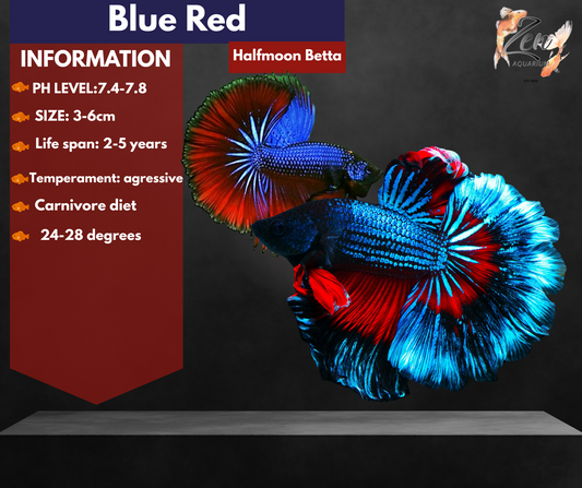 Blue Red Halfmoon Male Betta