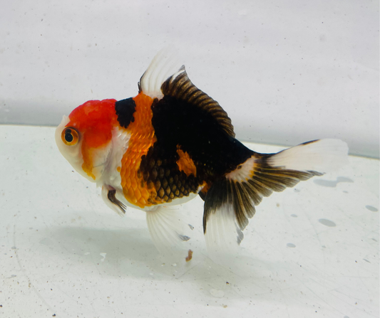 Tri Oranda Goldfish (9cm)
