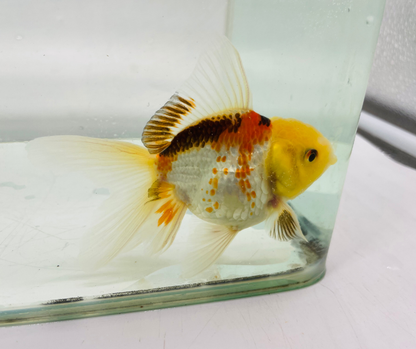 Tri Lemon Head Oranda Goldfish (8-9cm)