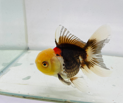 Tri Lemon Head Oranda Goldfish (9cm)