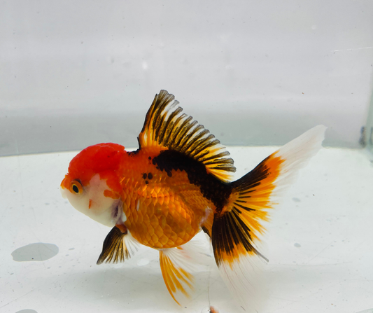 Tri Oranda Goldfish (10-11 cm)
