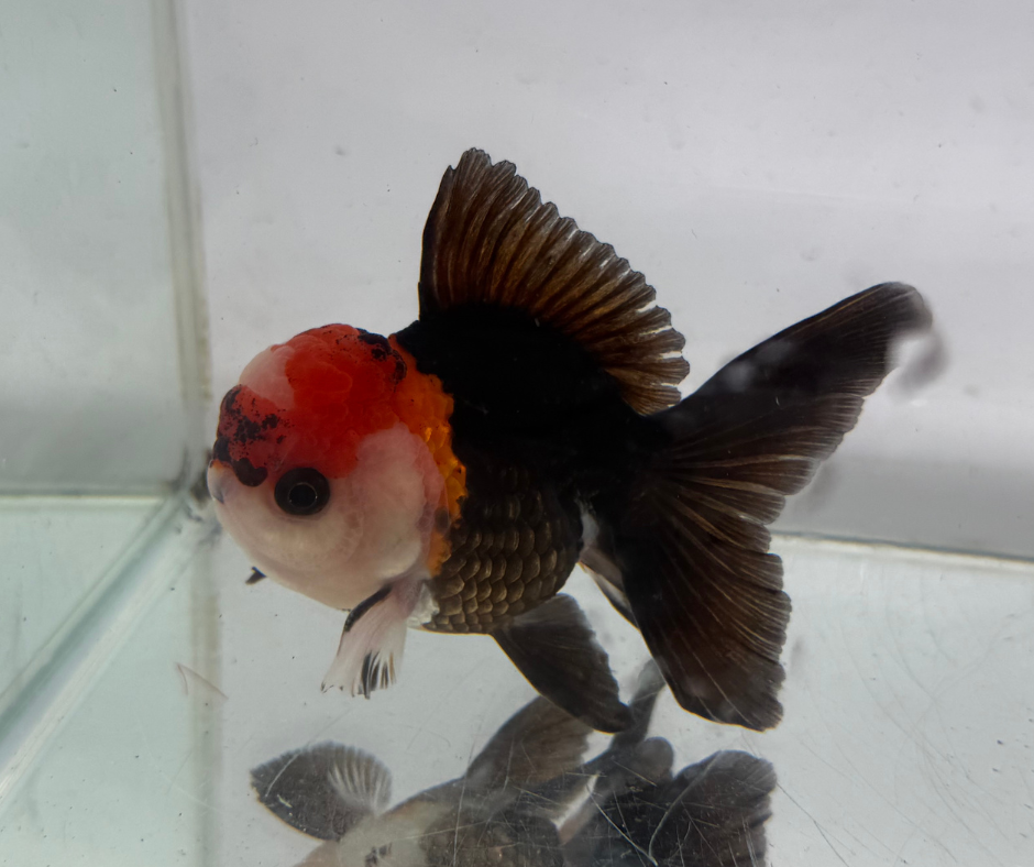 Tri Oranda Goldfish (10-11 cm)