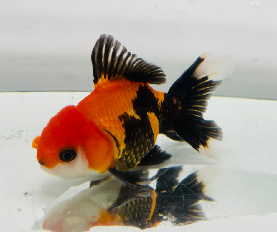 Tri Oranda Goldfish (8-9cm)