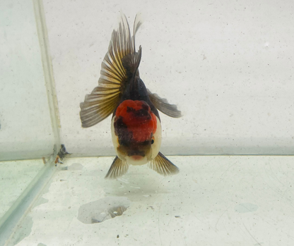 Tri  Oranda Goldfish (9 cm)