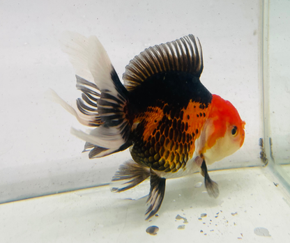 Tri Oranda Goldfish (11 cm)