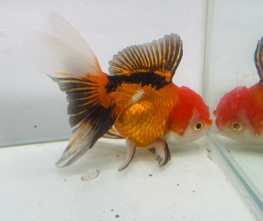 Tri Oranda Goldfish (10-11 cm)