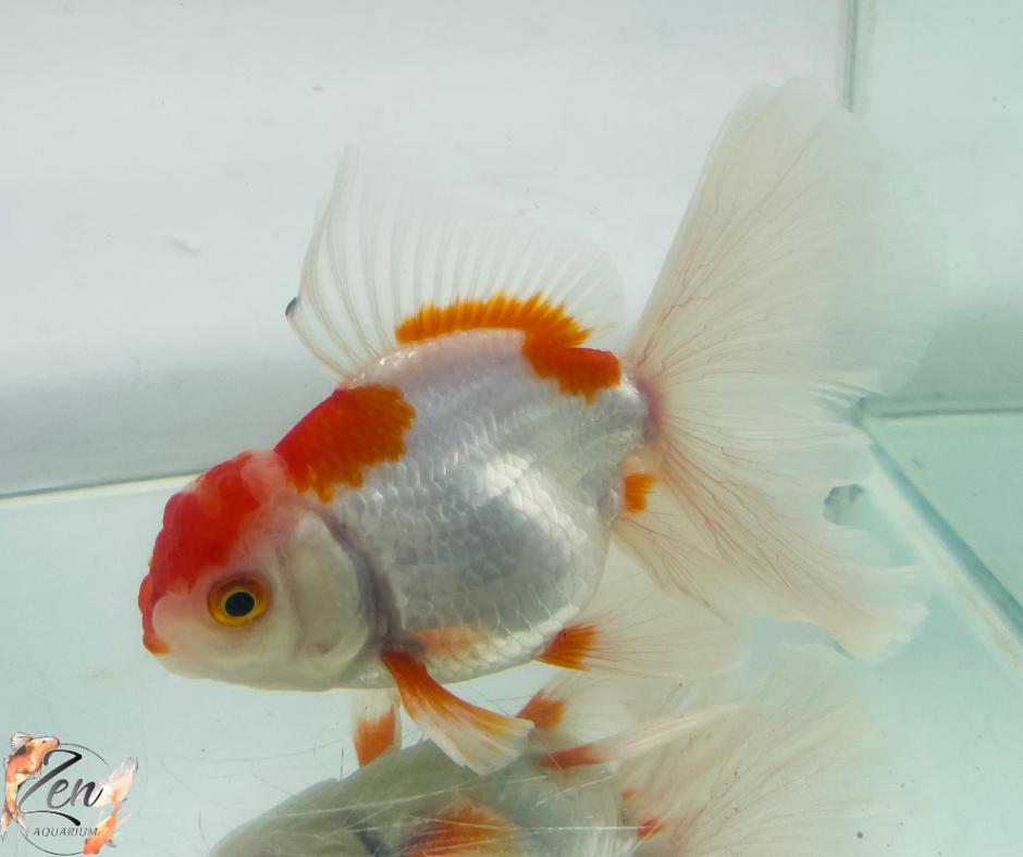 True Rosetail Oranda Goldfish (12 cm)