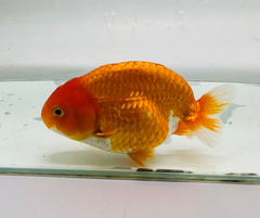 Red&White Ranchu Goldfish 11-12cm - Zen Aquarium AU