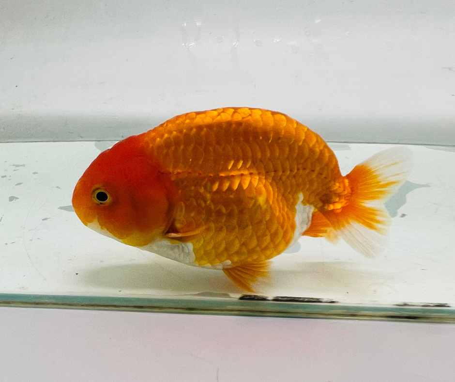Red&White Ranchu Goldfish 11-12cm - Zen Aquarium AU