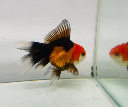Tri Oranda Goldfish (8-9cm)