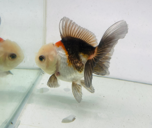 Tri Lemon Head Oranda Goldfish (9cm)