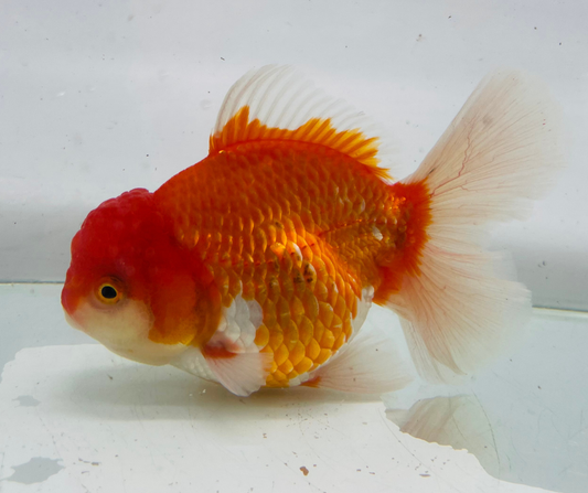 Rosetail Oranda Goldfish (12-13 cm)