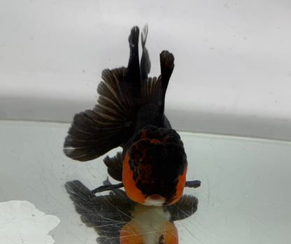 Black&Red Oranda Goldfish (10-11 cm)