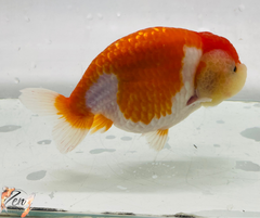Red&White Ranchu Goldfish 11-12cm - Zen Aquarium AU