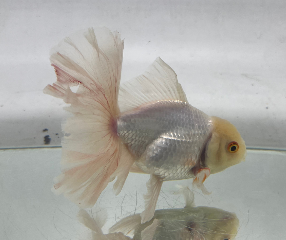 True Rosetail Oranda Goldfish (12 cm)