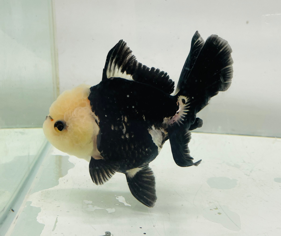 Lemon Head Panda Oranda Goldfish (10-11 cm)